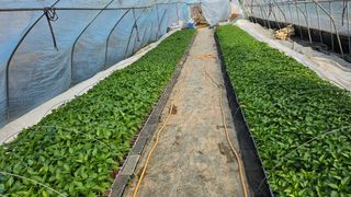 이인오님의 기타작물 · 영농일지 작성글 사진