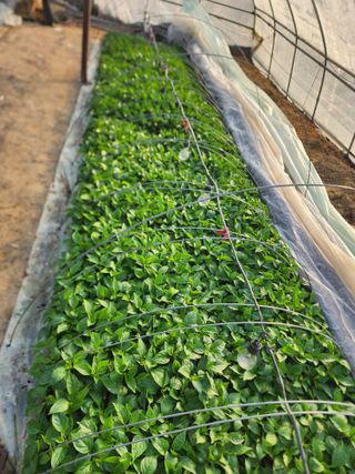  청계유정란 박진균님의 기타작물 · 영농일지 작성글 사진