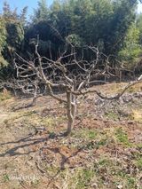 팜모닝 기타작물·영농일지 게시글 이미지