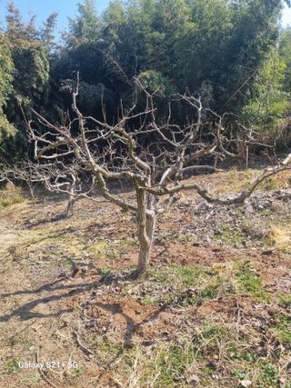 일향 님의 기타작물 · 영농일지 작성글 사진