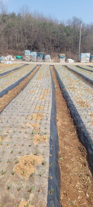 김정은님의 마늘 · 영농일지 작성글 사진