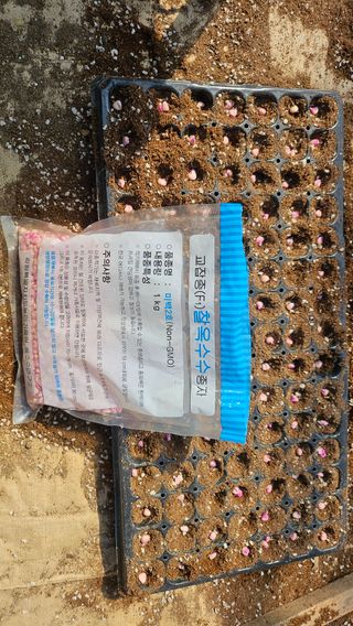 김남근님의 옥수수 · 영농일지 작성글 사진