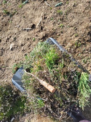 최유순님의 기타작물 · 영농일지 작성글 사진