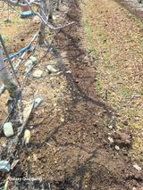 팜모닝 기타작물·영농일지 게시글 이미지