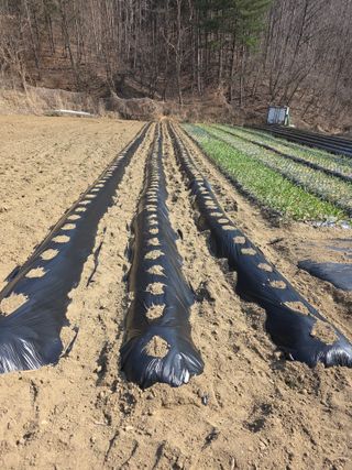 박천규 님의 기타작물 · 영농일지 작성글 사진