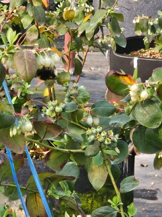 제주 지안이네농장님의 기타작물 · 영농일지 작성글 사진