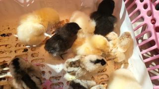 권병국님의 기타작물 · 영농일지 작성글 사진