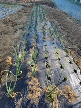 팜모닝 양파·영농일지 게시글 이미지