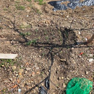 양배추21889님의 복숭아 · 영농일지 작성글 사진