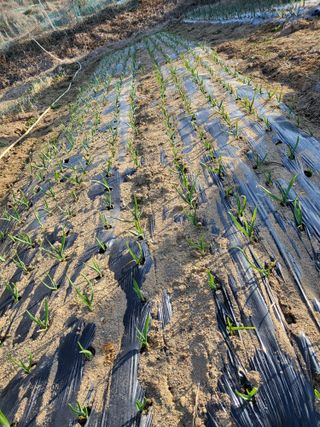 칠곡가산 최지훈님의 양파 · 영농일지 작성글 사진