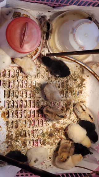 권병국님의 기타작물 · 영농일지 작성글 사진