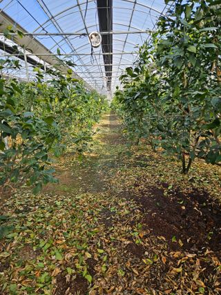 제주 지안이네농장님의 기타작물 · 영농일지 작성글 사진