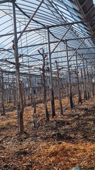 오학봉(멀티팜)님의 기타작물 · 영농일지 작성글 사진