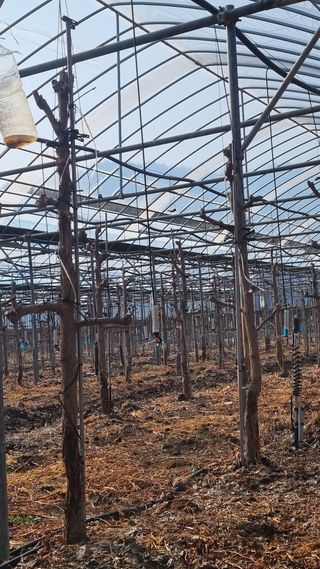 오학봉(멀티팜)님의 기타작물 · 영농일지 작성글 사진