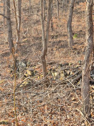 정진필님의 기타작물 · 영농일지 작성글 사진