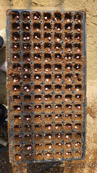 김남근님의 옥수수 · 영농일지 작성글 사진