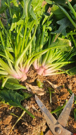 김동길님의 기타작물 · 영농일지 작성글 사진