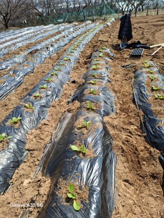 행복한누룩님의 배추 · 영농일지 작성글 사진