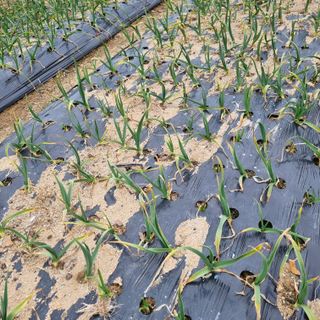 백현호님의 기타작물 · 영농일지 작성글 사진