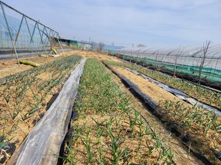 노경자님의 기타작물 · 영농일지 작성글 사진