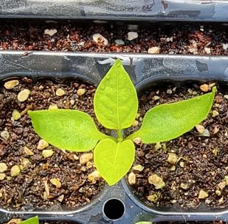 호랑이와인성이님의 사과 · 영농일지 작성글 사진