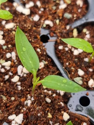 호랑이와인성이님의 사과 · 영농일지 작성글 사진