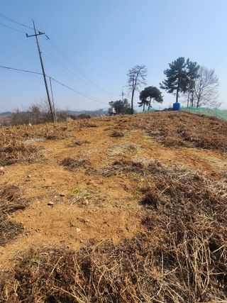 황미순님의 기타작물 · 영농일지 작성글 사진