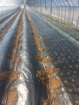 농민님의 기타작물 · 영농일지 작성글 사진