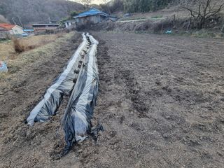 새싹님의 기타작물 · 영농일지 작성글 사진