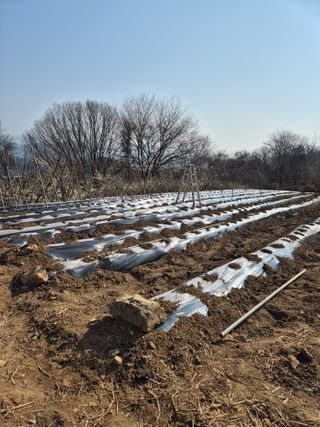 두릅나무17730님의 기타작물 · 영농일지 작성글 사진