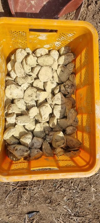 박사원농장님의 기타작물 · 영농일지 작성글 사진