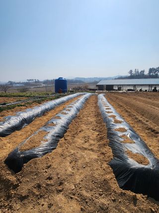 황미순님의 기타작물 · 영농일지 작성글 사진