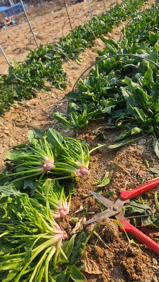 김동길님의 기타작물 · 영농일지 작성글 사진