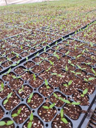 호랑이와인성이님의 사과 · 영농일지 작성글 사진