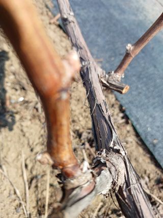 상훈경영체등록5년차님의 기타작물 · 영농일지 작성글 사진