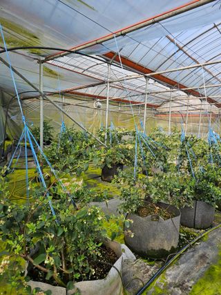 제주 지안이네농장님의 기타작물 · 영농일지 작성글 사진