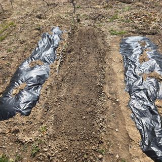 양배추21889님의 복숭아 · 영농일지 작성글 사진