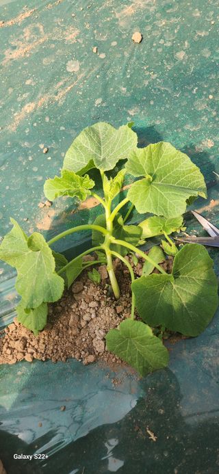 자연그대로님의 기타작물 · 영농일지 작성글 사진