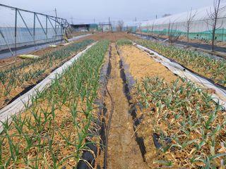 노경자님의 기타작물 · 영농일지 작성글 사진