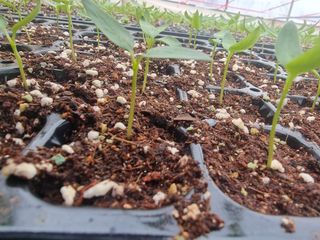 호랑이와인성이님의 사과 · 영농일지 작성글 사진