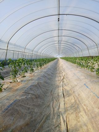 Smy1245678님의 기타작물 · 영농일지 작성글 사진