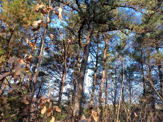 전원수님의 기타작물 · 영농일지 작성글 사진