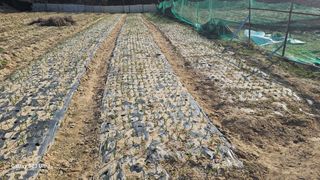 임일재님의 기타작물 · 영농일지 작성글 사진