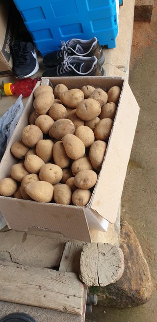 삽질왕님의 기타작물 · 영농일지 작성글 사진