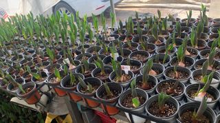 원스피릿팜님의 기타작물 · 영농일지 작성글 사진