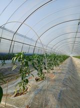 팜모닝 기타작물·영농일지 게시글 이미지