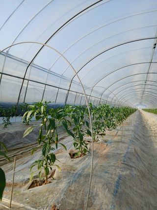 Smy1245678님의 기타작물 · 영농일지 작성글 사진