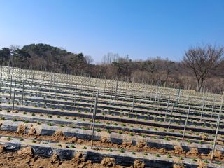 윤영숙소화데레사님의 기타작물 · 영농일지 작성글 사진