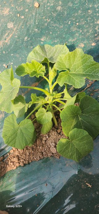 자연그대로님의 기타작물 · 영농일지 작성글 사진