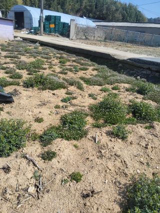 최유순님의 기타작물 · 영농일지 작성글 사진